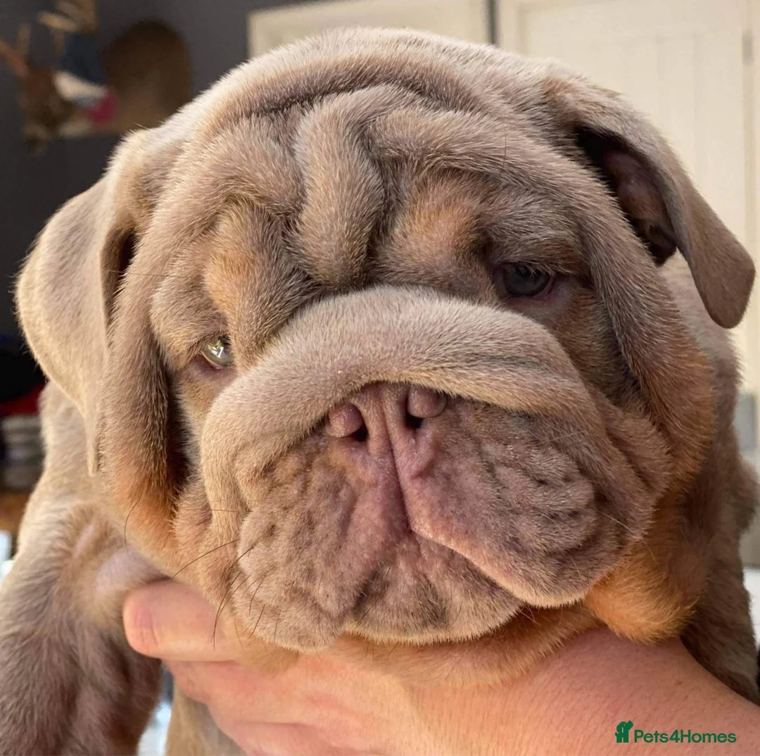 English Bulldog dogs for stud: !!REDUCED!! RYDER SON OF BENCHPRESS - STUD in Basildon - Advert 8