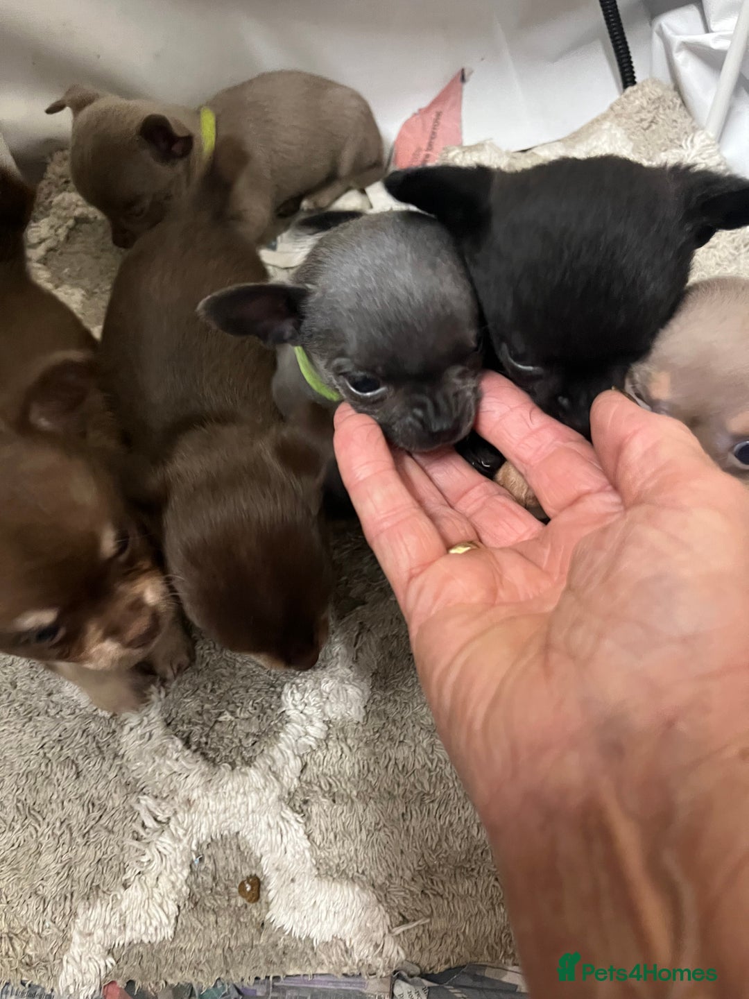 Chihuahua dogs for sale: Chihuahua teacups - Image 10