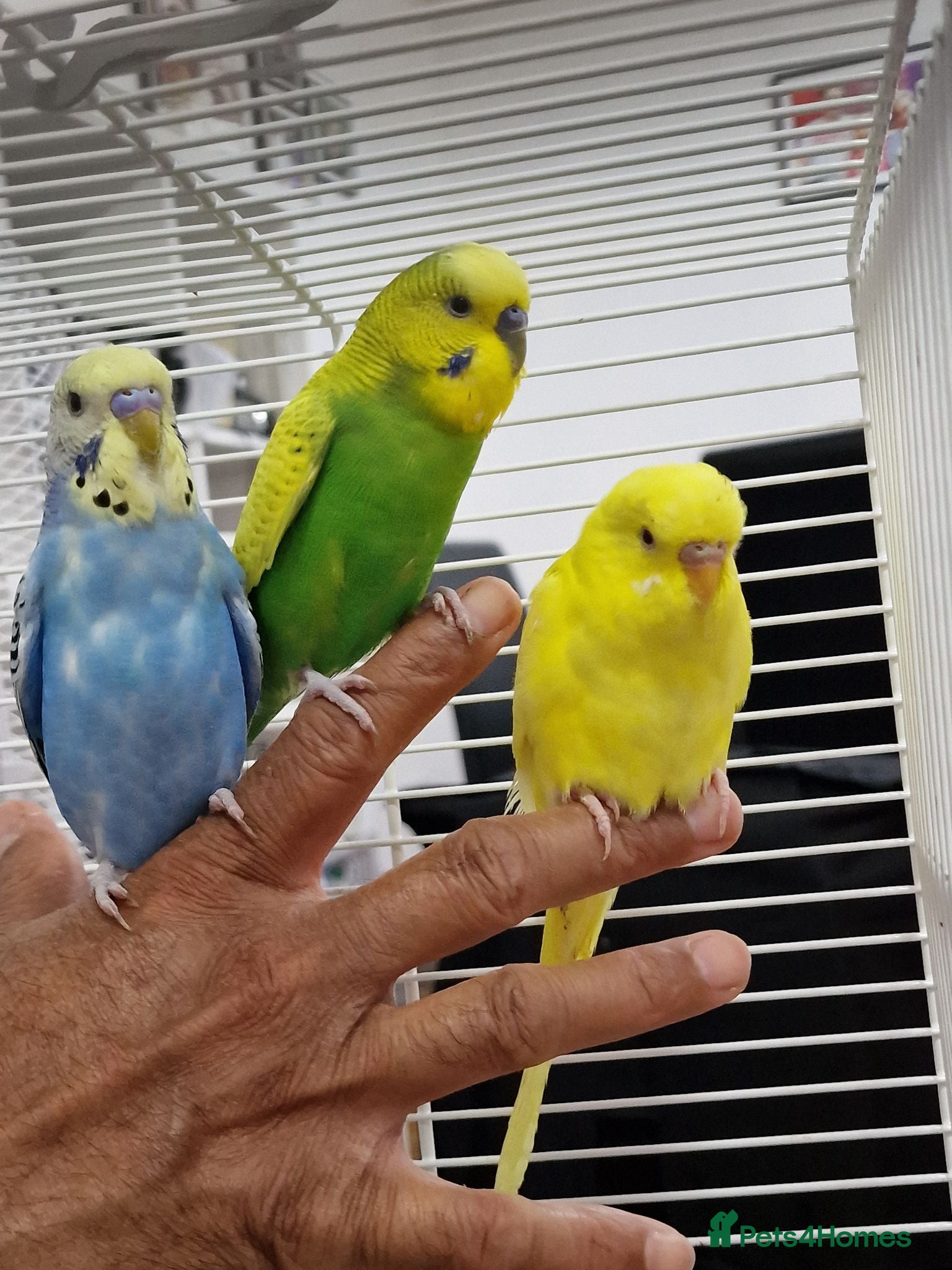 Budgerigars birds Super silly hand tamed baby budgies  - Advert 7