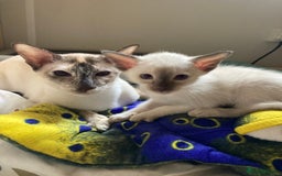 Siamese cats for sale: Siamese kitten - Image 5