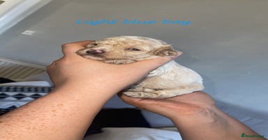 Mixed Breed dogs - Advert 2
