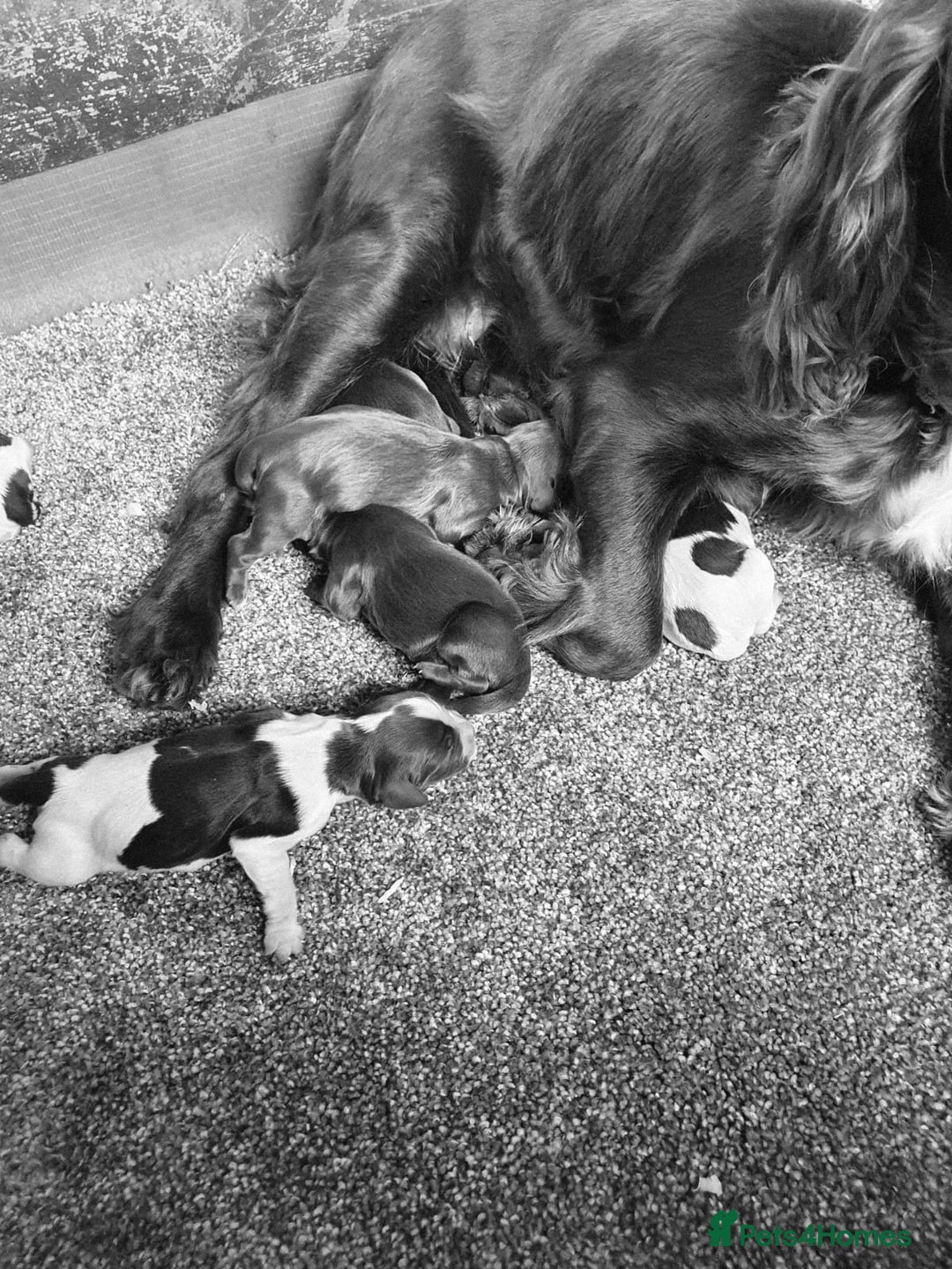 Cocker Spaniel dogs for sale: cocker spaniels - Advert 18