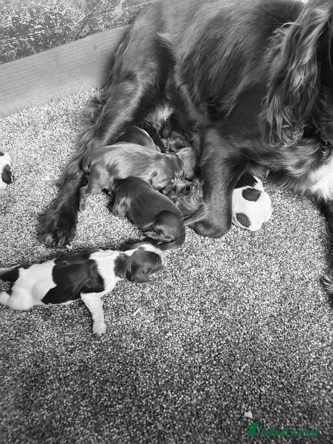 Cocker Spaniel dogs for sale: cocker spaniels - Advert 18