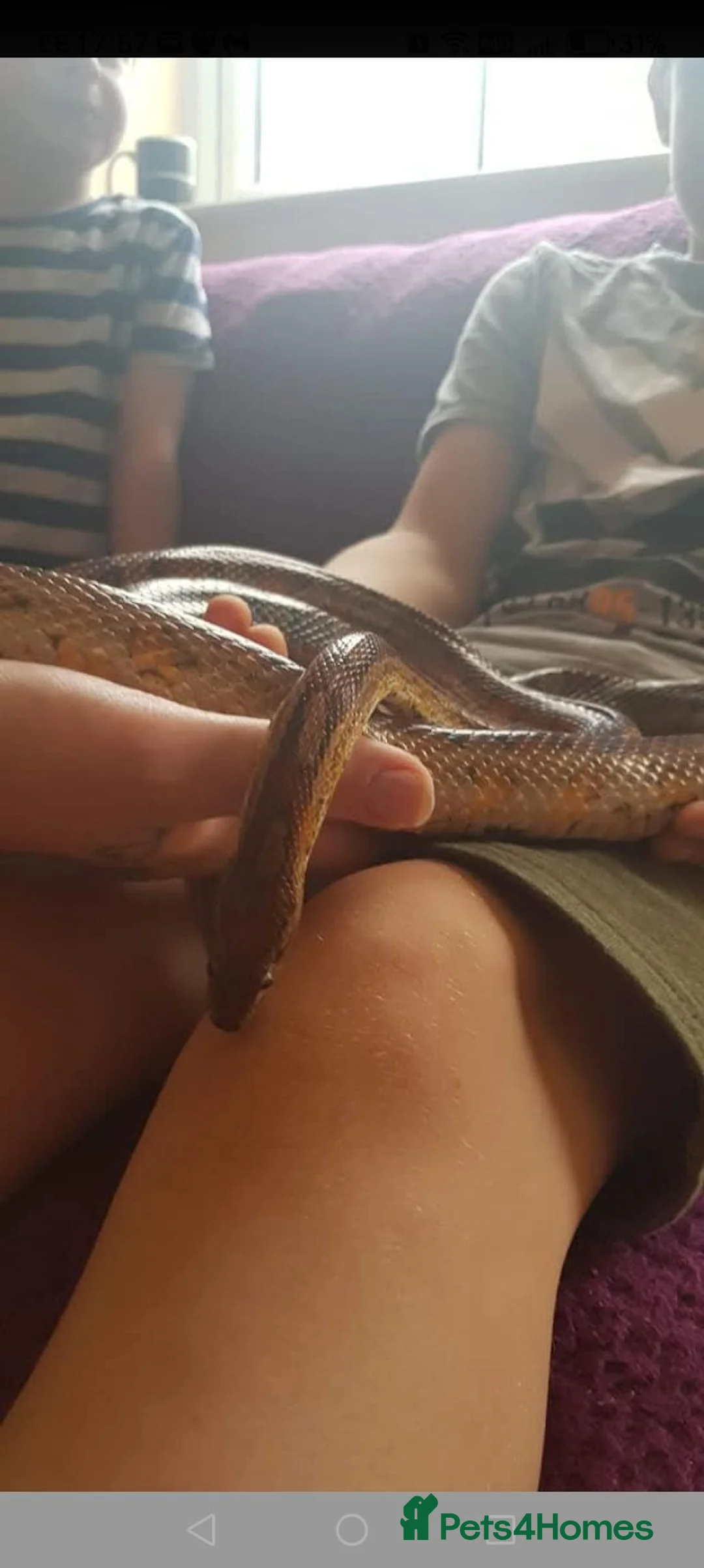 Corn Snake reptiles for sale: Corn snake and viv in Bristol - Advert 2