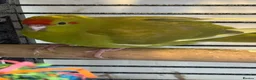Budgerigars birds for sale: Kakarikis tame baby’s and Adults - Advert 7