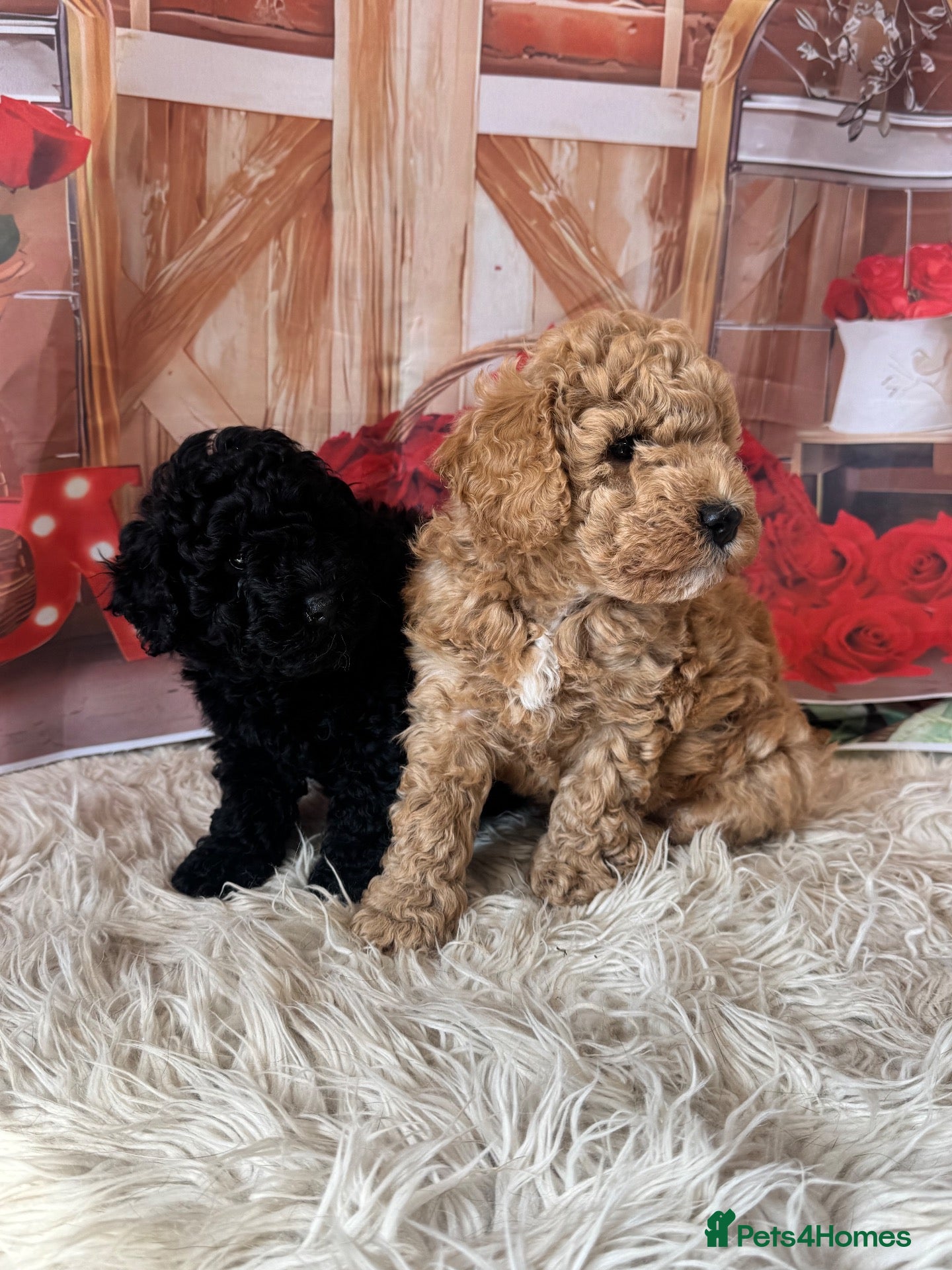 Toy Poodle dogs Beautiful Toy Poodles - Advert 1