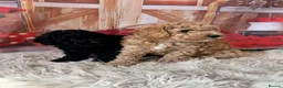 Toy Poodle dogs for sale: Beautiful Toy Poodles - Advert 1