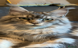 Maine Coon cats for sale: Full pedigree Maine Coon boys - Image 6