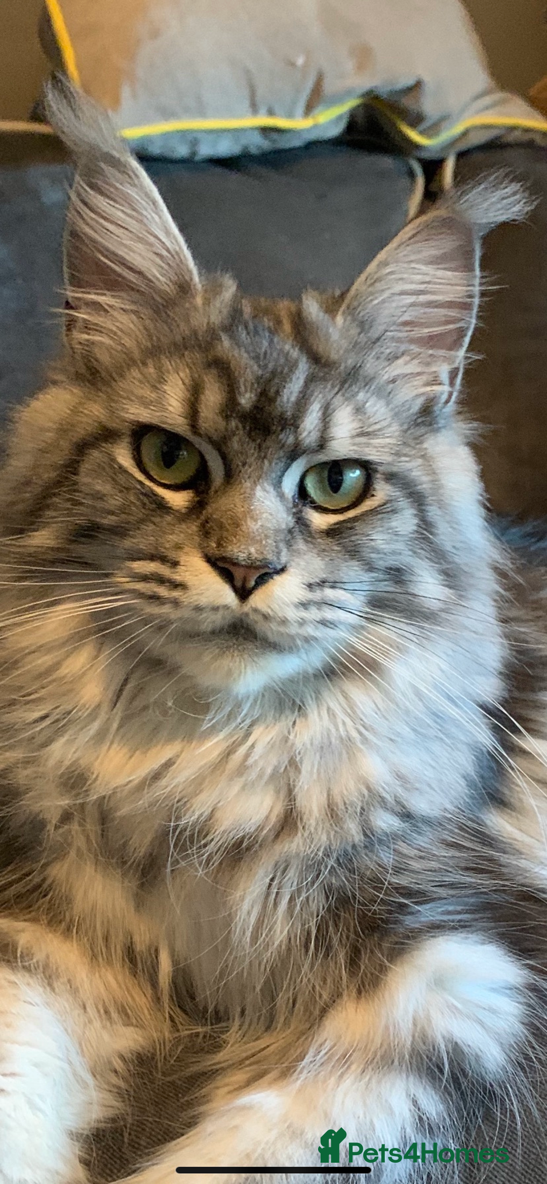 Maine Coon cats for sale: Full pedigree Maine Coon boys - Image 6
