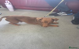 Jack Russell dogs for sale: Lovely jack russell  - Image 4