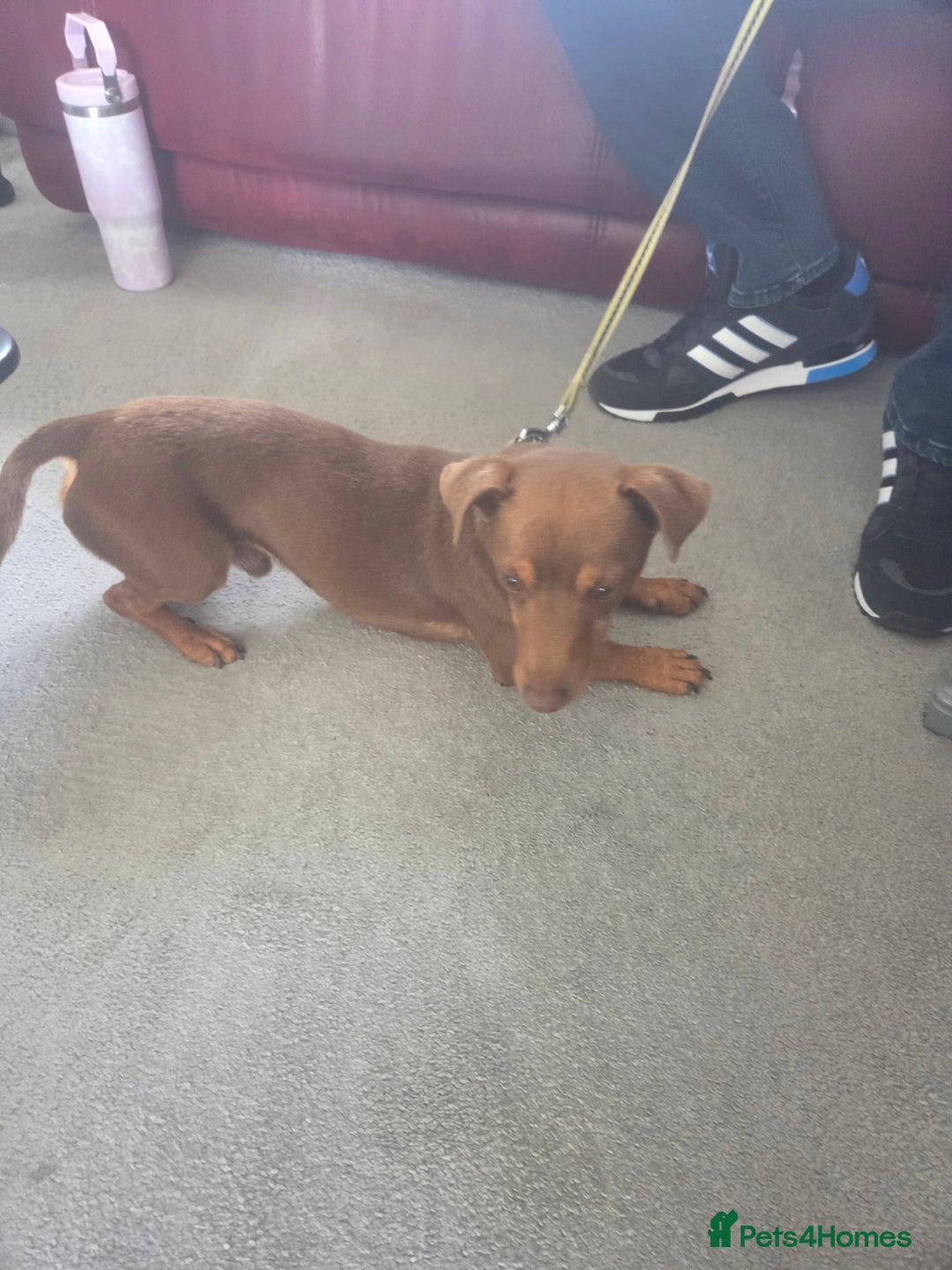 Jack Russell dogs for sale: Lovely jack russell  - Image 4