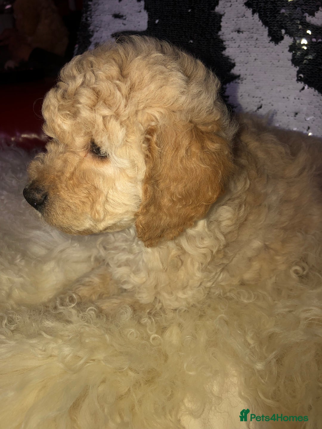Cavapoo dogs for sale: STUNNING F1b cavapoos READY NOW  - Image 9