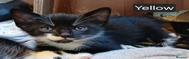 Female Black&White Kitten - Yellow collar