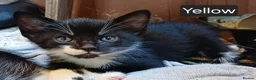 Mixed Breed cats for sale: JUST 1 Gorgeous fun-loving kittens left to Rehome  - Advert 12