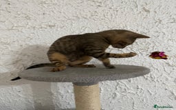 Bengal cats for sale: Male bengal kitten  - Image 6