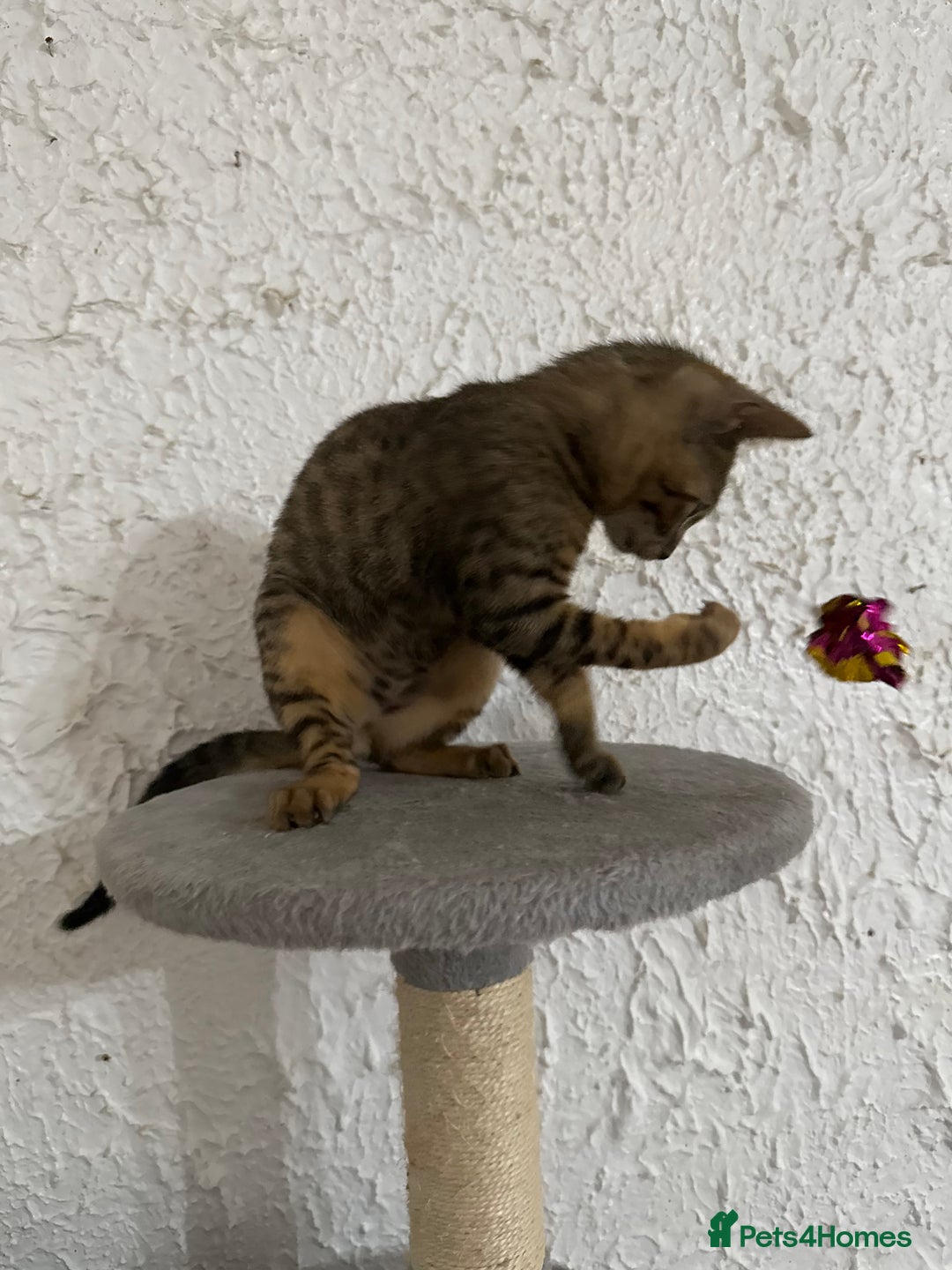 Bengal cats for sale: Male bengal kitten  - Image 6