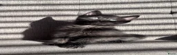 Mixed Breed cats for sale: Beautiful kittens  in Romford - Advert 12