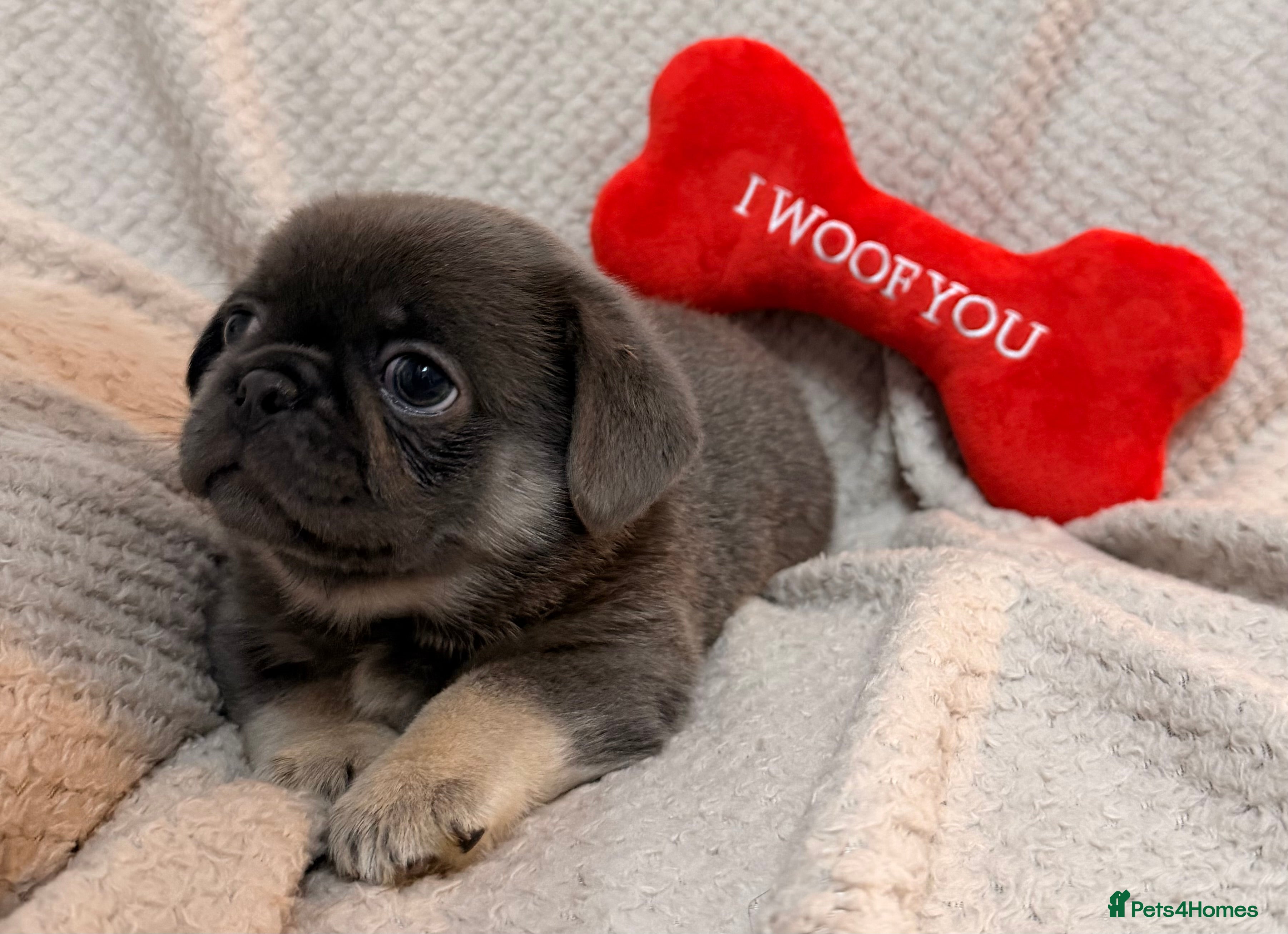 Mixed Breed dogs 2 left ! Beautiful pugingese pups 😍 - Advert 14