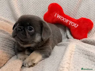 Mixed Breed dogs 2 left ! Beautiful pugingese pups 😍 - Advert 14