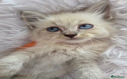 Siberian cats for sale: GCCF champion bloodline siberian nevas - Image 5
