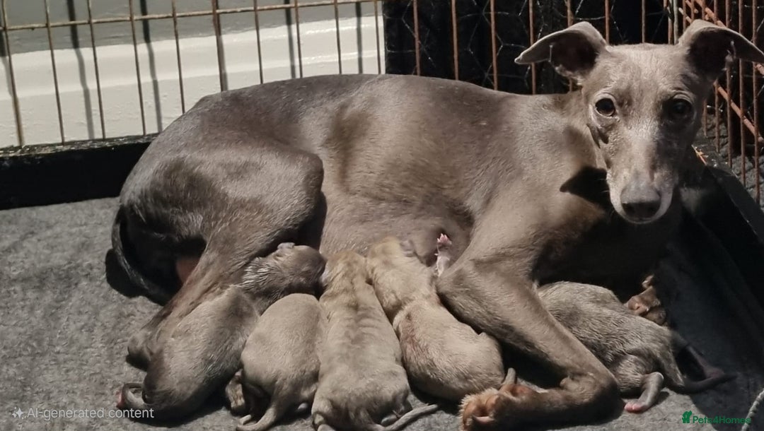 Whippet dogs for sale: Stunning litter of whippet puppies - Image 6