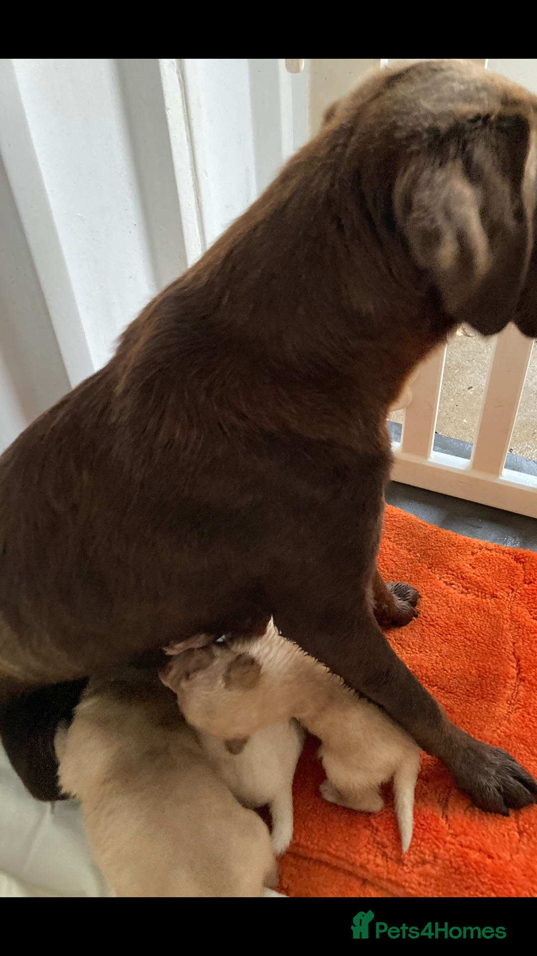 Labrador Retriever dogs for sale: LABRADOR PUPPIES - Image 20
