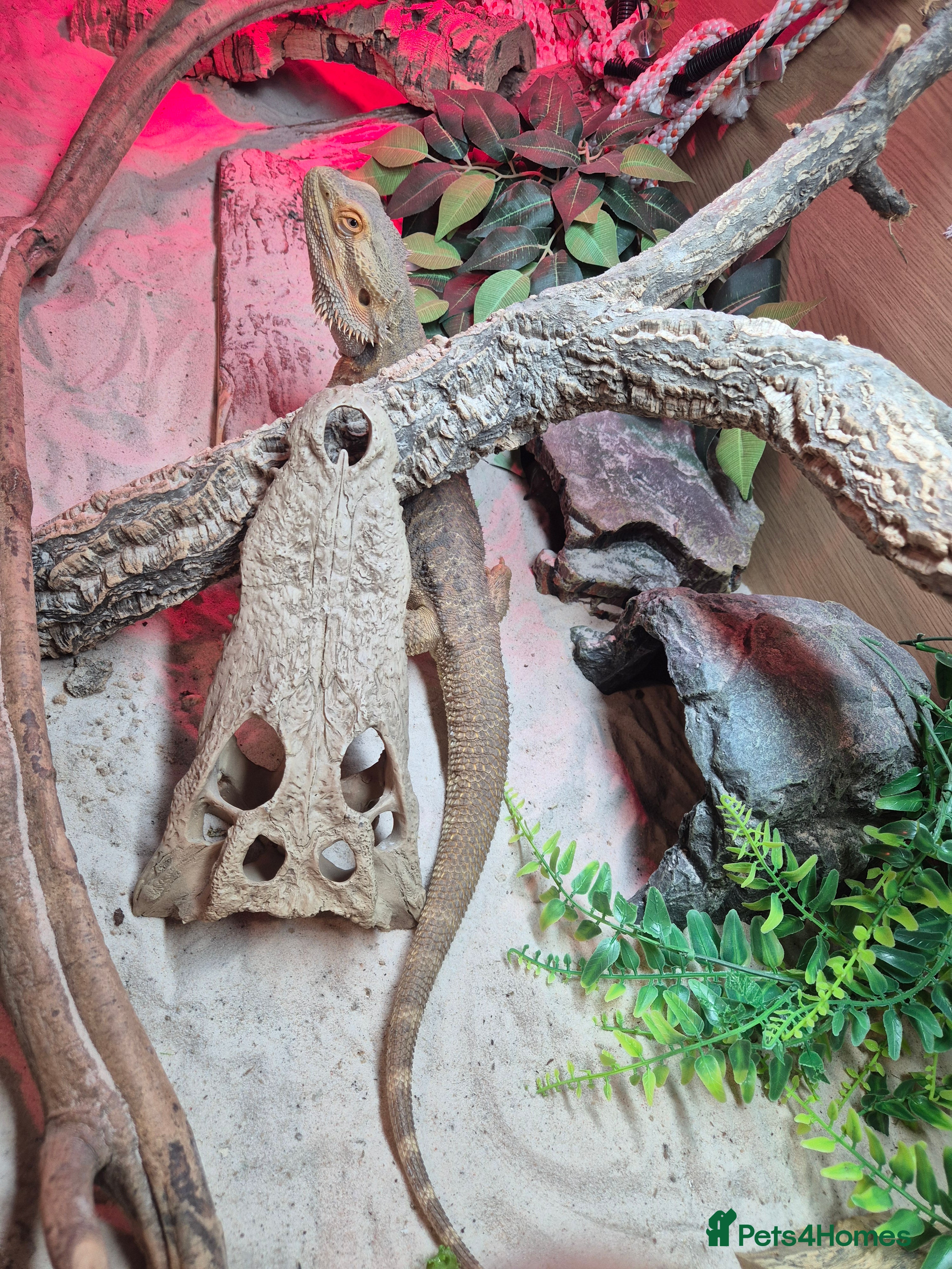 Bearded Dragon reptiles Bearded dragon with full vivarium set-up  - Advert 1