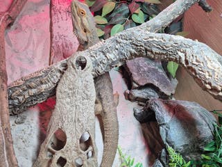 Bearded Dragon reptiles Bearded dragon with full vivarium set-up - Advert 1