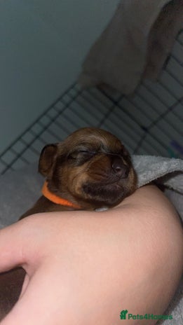 Mixed Breed dogs - Advert 1