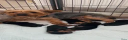 Yorkshire Terrier dogs for sale: 5 beautiful Yorkshire terrier pups  in Oswestry - Advert 10