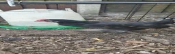Chickens poultry for sale: Bantam Cockerel for new home - Advert 7