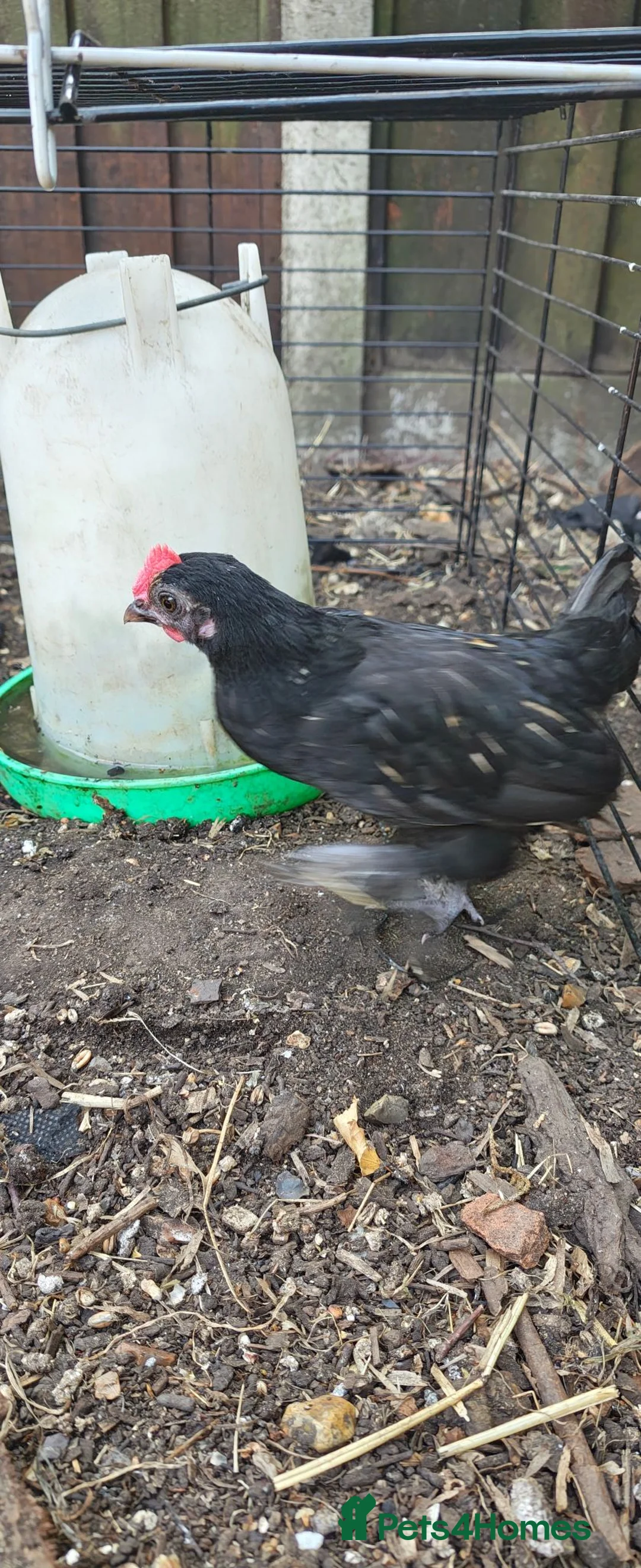 Chickens poultry for sale: Bantam Cockerel for new home - Advert 7