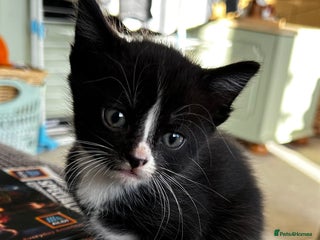 Mixed Breed cats Kittens for sale - 5 - Mixed breed - Advert 3