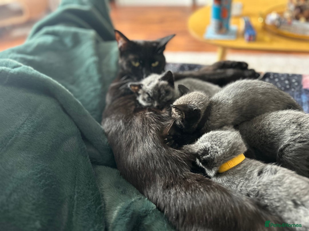 Mixed Breed cats for sale: Gorgeous kittens - Image 4
