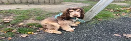 Cocker Spaniel dogs for stud: Cocker Spaniel STUD  - Advert 12