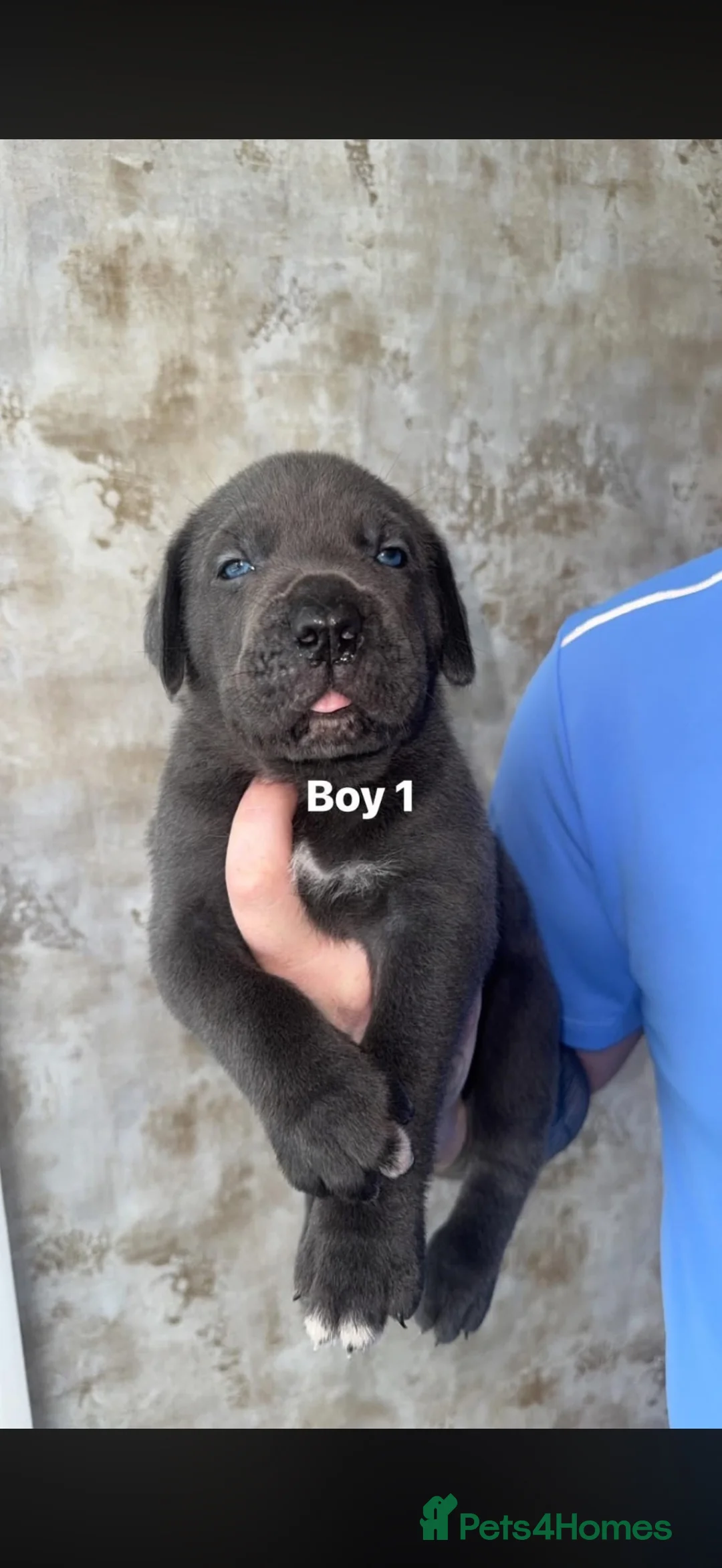 Cane Corso dogs for sale: Exceptional cane corso puppies ⭐️🐾🐶 - Advert 2