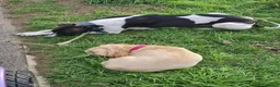 Lurcher dogs for adoption: MILO, male lurcher in rescue - Advert 4