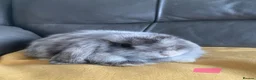 Mini Lop rabbits for sale: Mini lops including harlequins - Advert 4
