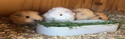Guinea Pig rodents for sale: Lunkyra and Californian baby guinea pigs  - Advert 7