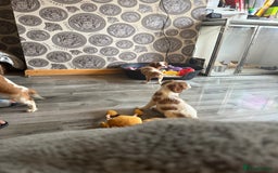 Cavalier King Charles Spaniel dogs for sale: Ready now Kennel club dna  clear cavalier puppies  - Image 30