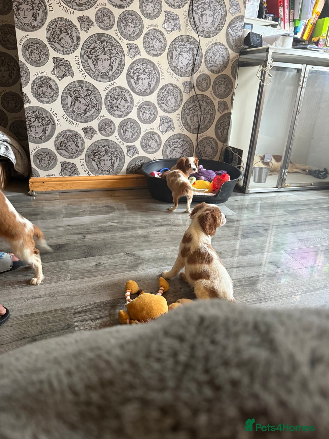 Cavalier King Charles Spaniel dogs for sale: Ready now Kennel club dna  clear cavalier puppies  - Image 30