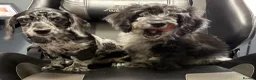 Mixed Breed dogs for sale: Fully vax READY NOW DOXIEPOO HEALTH TESTED PARENTS - Advert 8
