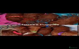 Toy Poodle dogs for stud: TOY & MINIATURE BOY'S FOR STUD  in Iver - Image 8