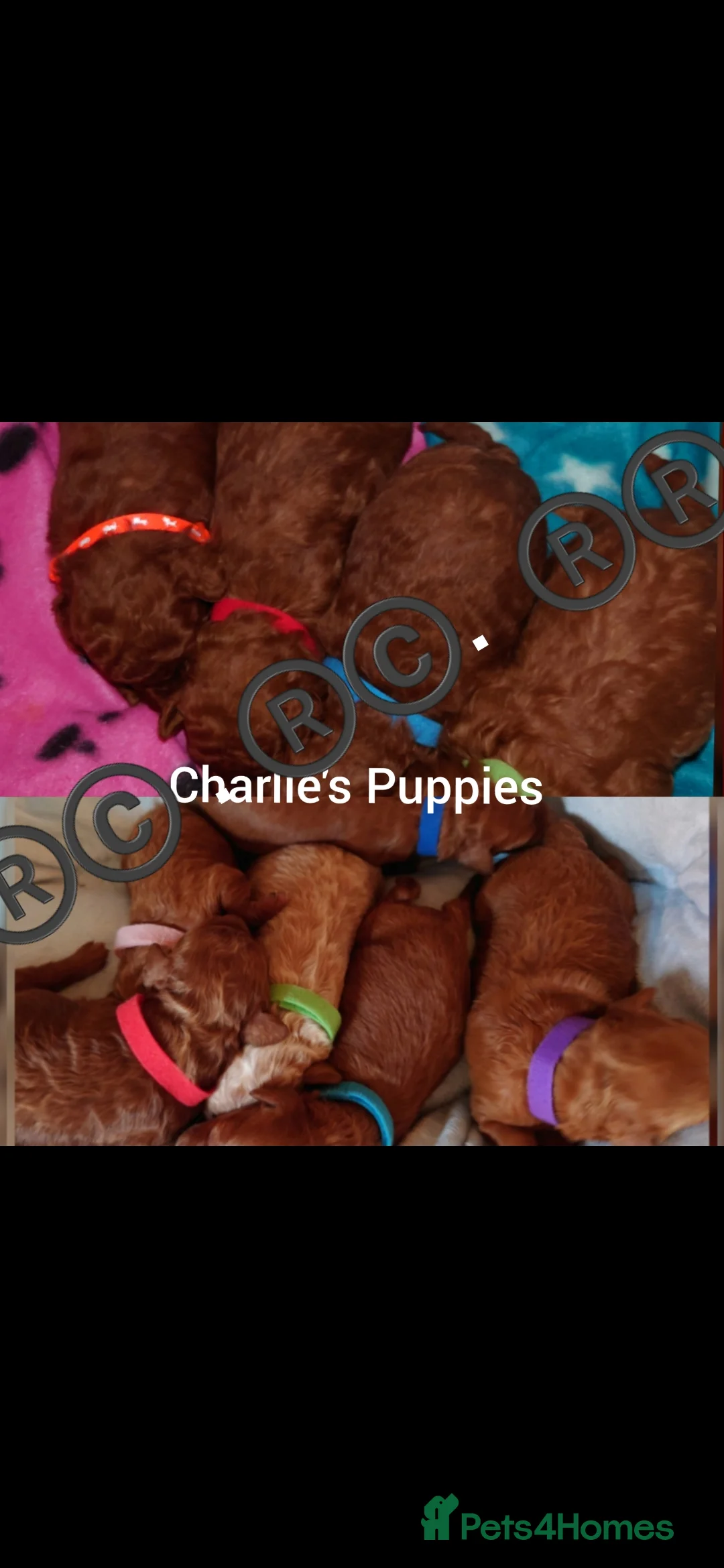 Toy Poodle dogs for stud: TOY & MINIATURE BOY'S FOR STUD  in Iver - Advert 5