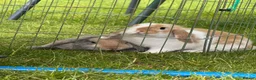 Mini Lop rabbits for sale: Baby mini lop rabbits in Nottingham - Advert 3