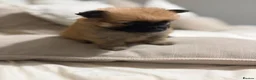 Pomeranian dogs for sale: POMERANIAN PUPPIES – BOYS & GIRLS in Stanford-le-Hope - Advert 19