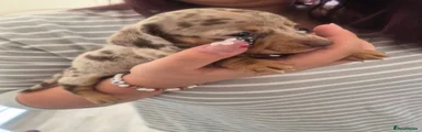 Miniature Dachshund 2