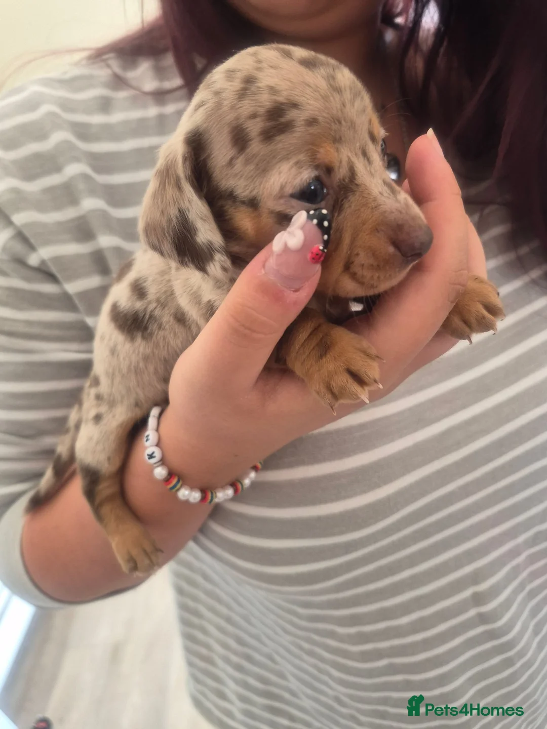 Miniature Dachshund dogs for sale: Miniature Smooth Dachshund Puppies - Advert 2