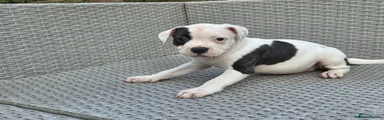 Black-eyed Betty 