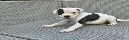 Staffordshire Bull Terrier dogs for sale: Beautiful Long-legged Staffy Puppies  in Dartford - Advert 2